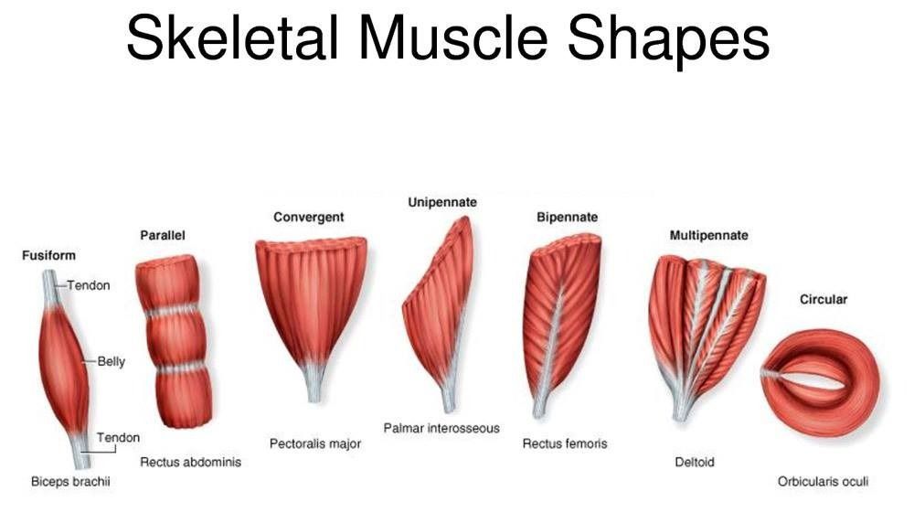Unveiling the Marvels of Skeletal Muscle Fiber Types: Exploring the Diversity Within Our Muscles