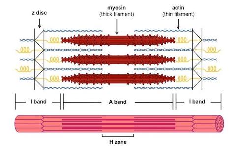 Unveiling The Science Behind Muscle Contraction: Exploring Muscle Fiber Activation